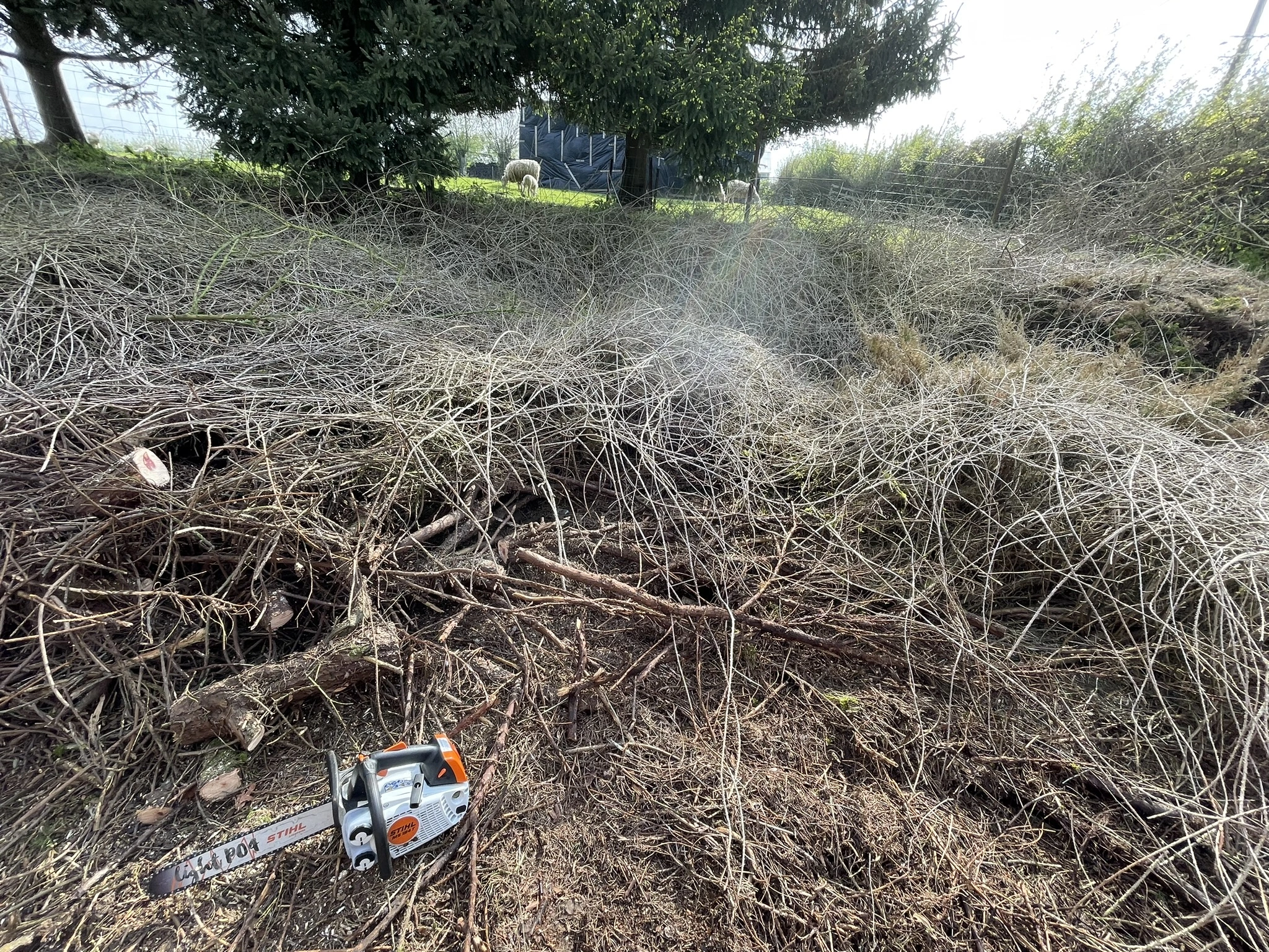 photo coupe d'arbre à la tronçonneuse